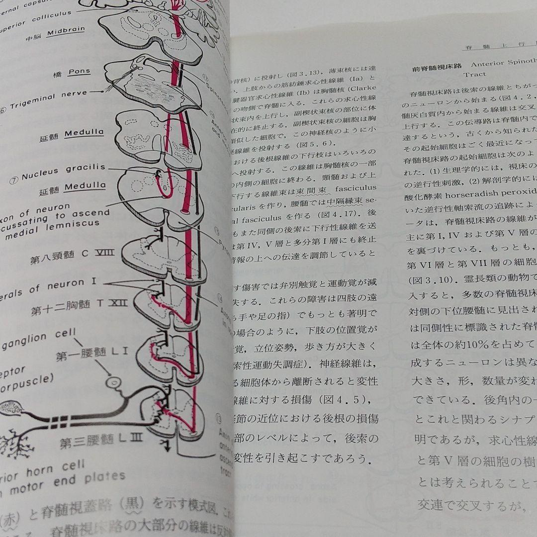 第4版 カーペンター 神経解剖学 CORE TEXT 廣川書店 医学書