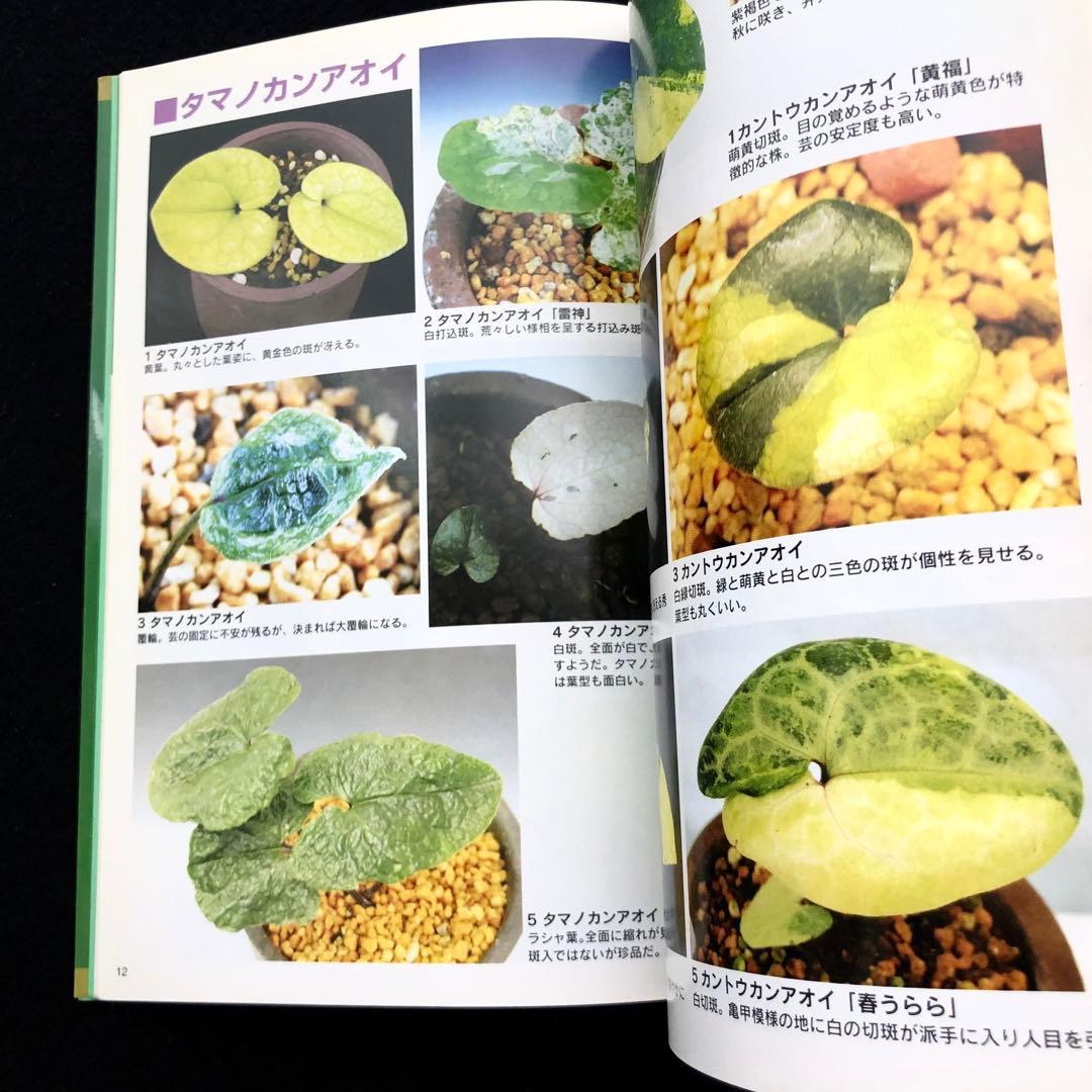 【絶版】「人気の斑入りカンアオイ・斑入り山野草 Vol.2」千早書房