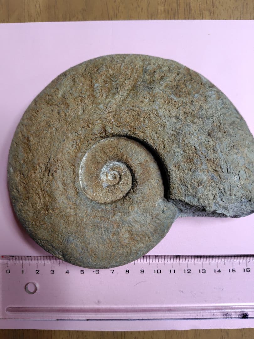 アンモナイト化石 Harpoceras 化石 フランス産 約16cm
