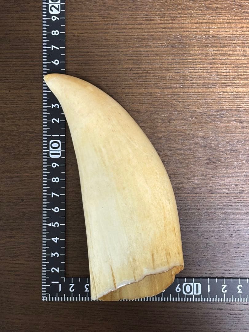 チャン・フーガイ マッコウクジラ 鯨牙 鯨歯 天然素材 印材 彫刻