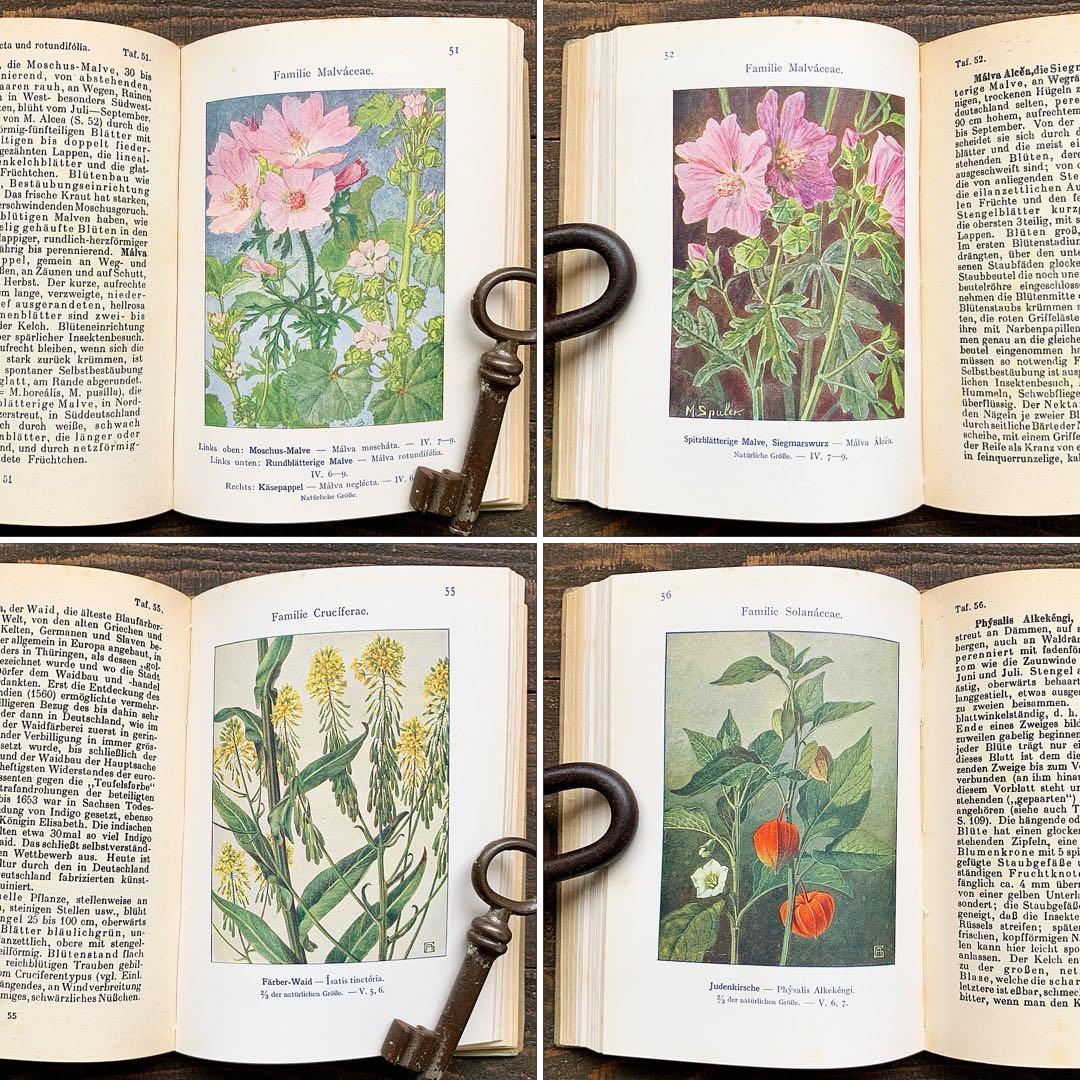 [1926年]ドイツの古い植物図鑑/植物画 ボタニカルアート アンティーク/
