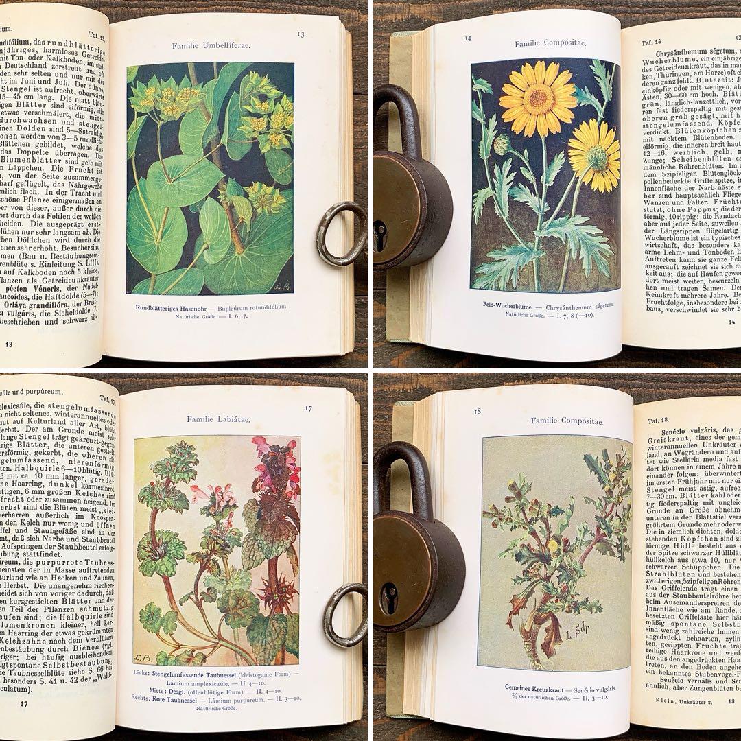 [1926年]ドイツの古い植物図鑑/植物画 ボタニカルアート アンティーク/