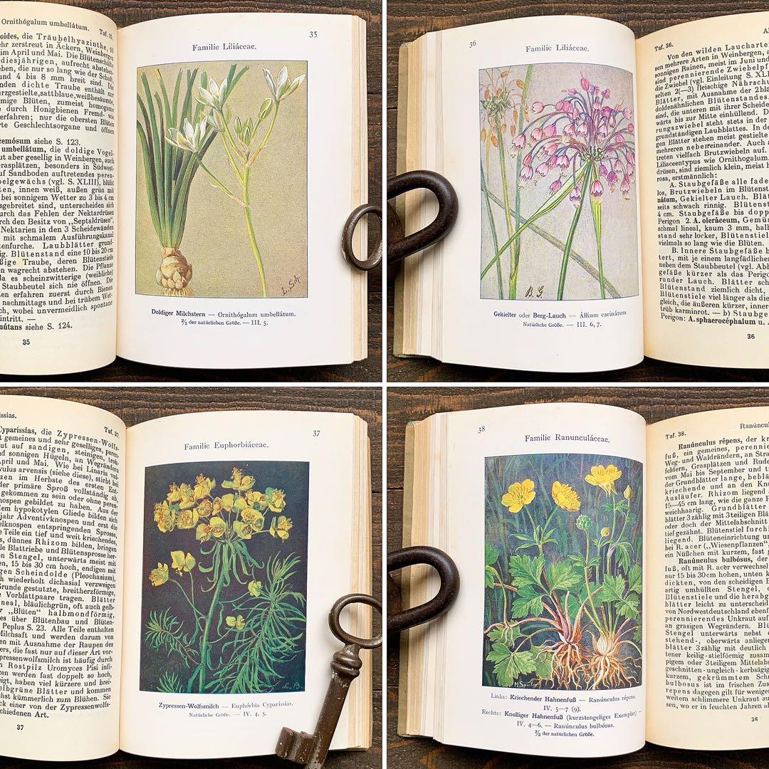 [1926年]ドイツの古い植物図鑑/植物画 ボタニカルアート アンティーク/