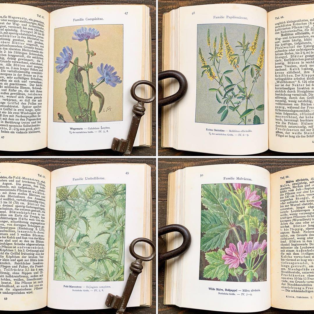 [1926年]ドイツの古い植物図鑑/植物画 ボタニカルアート アンティーク/