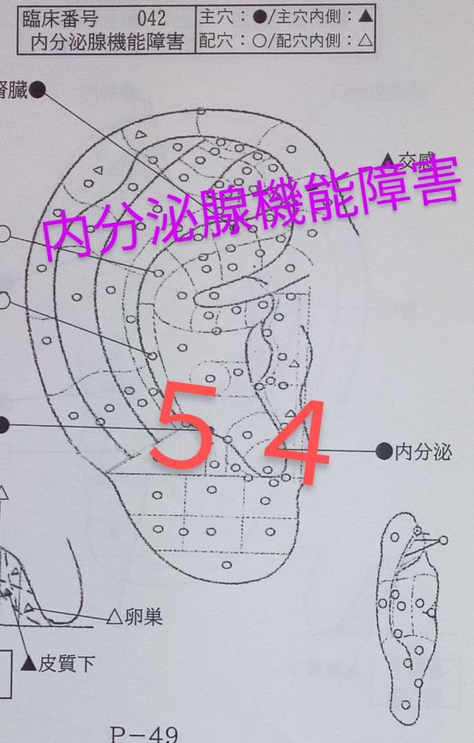 Bc:耳つぼ：耳臨床54例集+臓器/躯体ラミネート+解説冊子/プリント13set