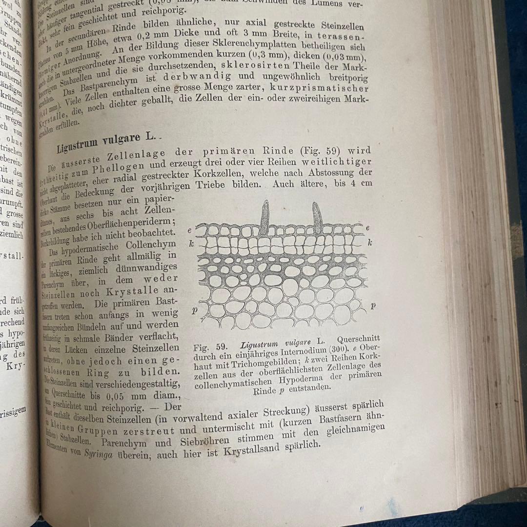 1882年 植物学 ドイツ古書 木の樹皮 解剖学ジョセフ モーラー博士 比較研究