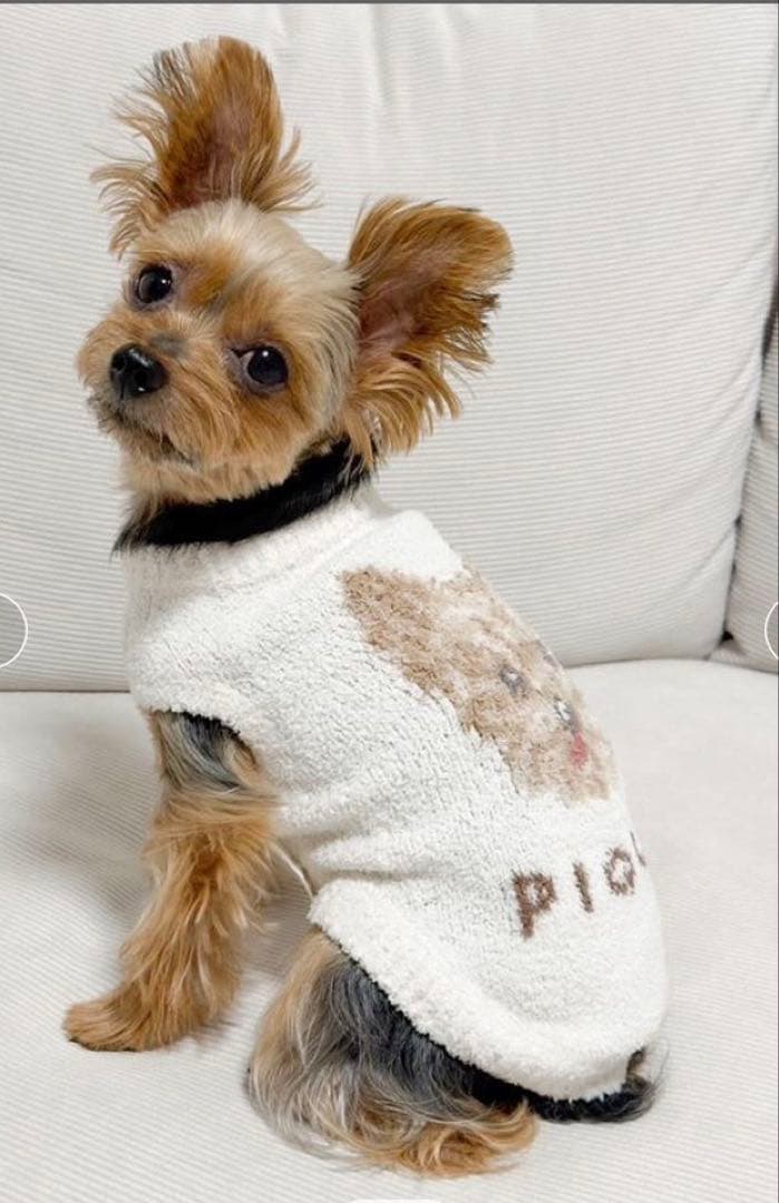gelato pique ペット　犬服　メレンゲdogヨーキー　S