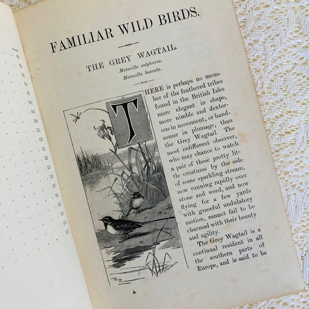 洋書　古書　Familiar Wild Birds 1&2巻　アンティーク鳥図鑑