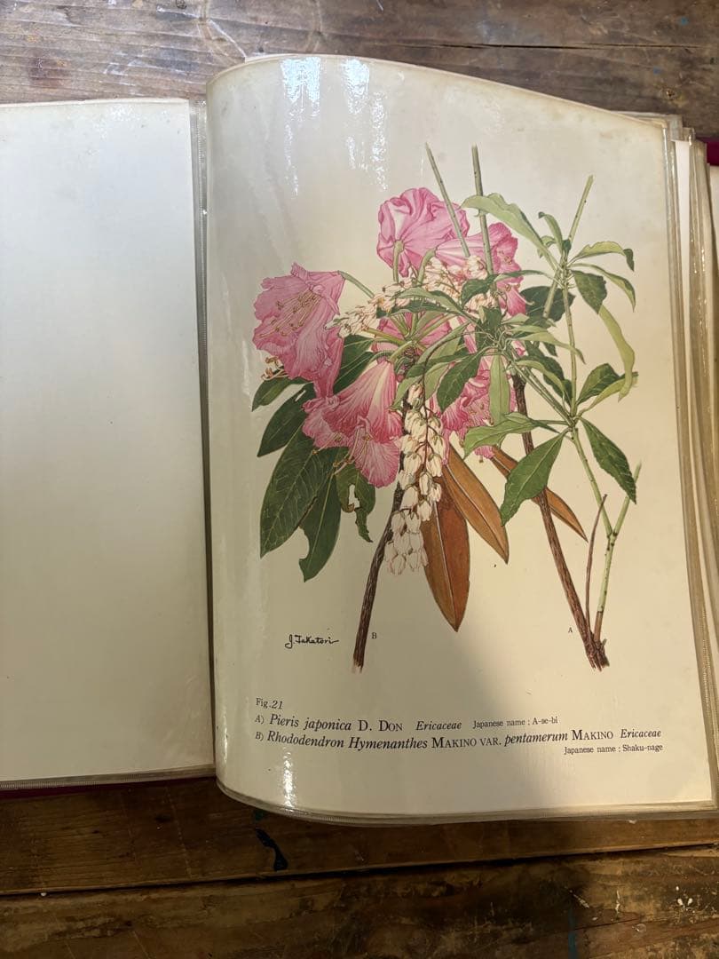 日本の薬用植物 彩色写真図鑑