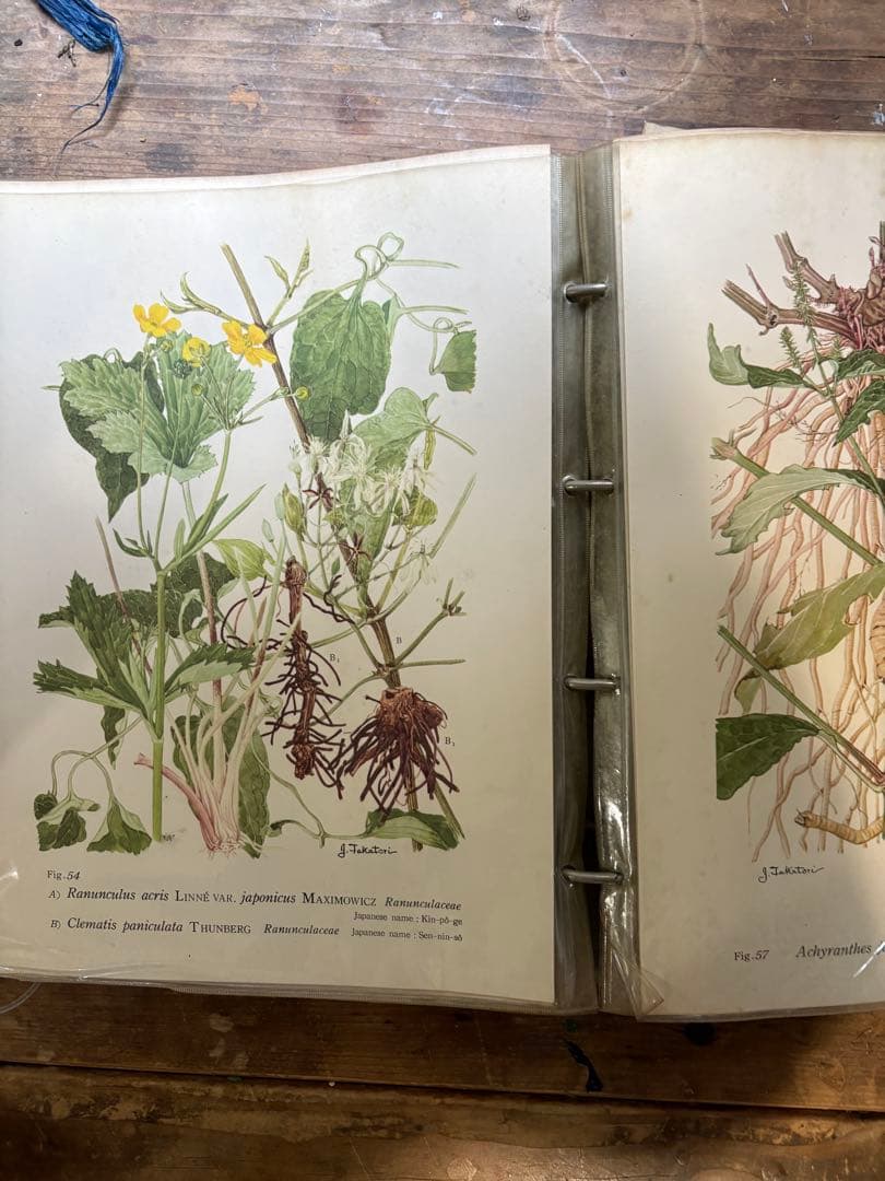 日本の薬用植物 彩色写真図鑑