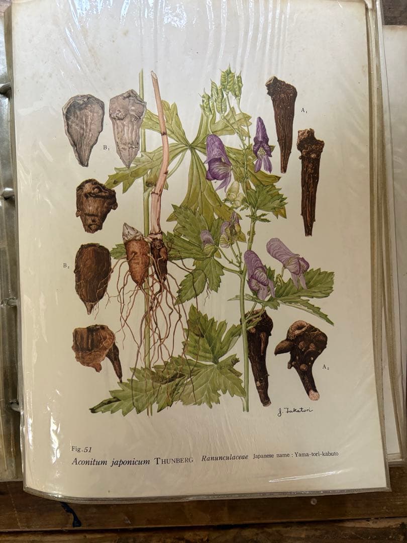 日本の薬用植物 彩色写真図鑑