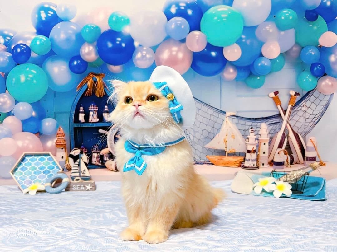 背景布　トリミングチョーカー　リボン　ペット撮影用フォトブース　桜　春