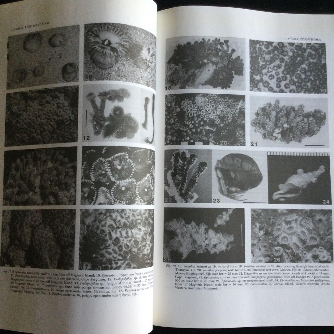 コーラルリーフ　珊瑚礁　生物　洋書　専門書　貝　魚　サンゴ　グレートバリアリーフ