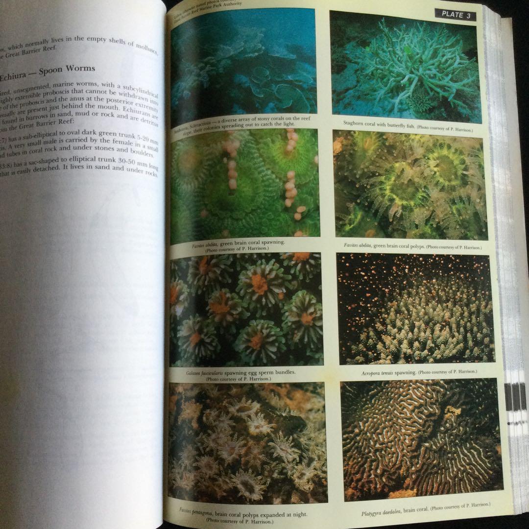コーラルリーフ　珊瑚礁　生物　洋書　専門書　貝　魚　サンゴ　グレートバリアリーフ