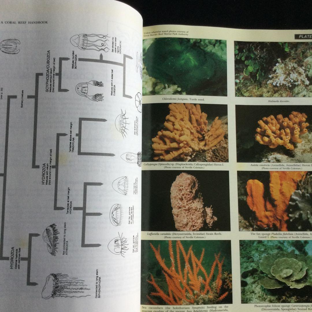 コーラルリーフ　珊瑚礁　生物　洋書　専門書　貝　魚　サンゴ　グレートバリアリーフ
