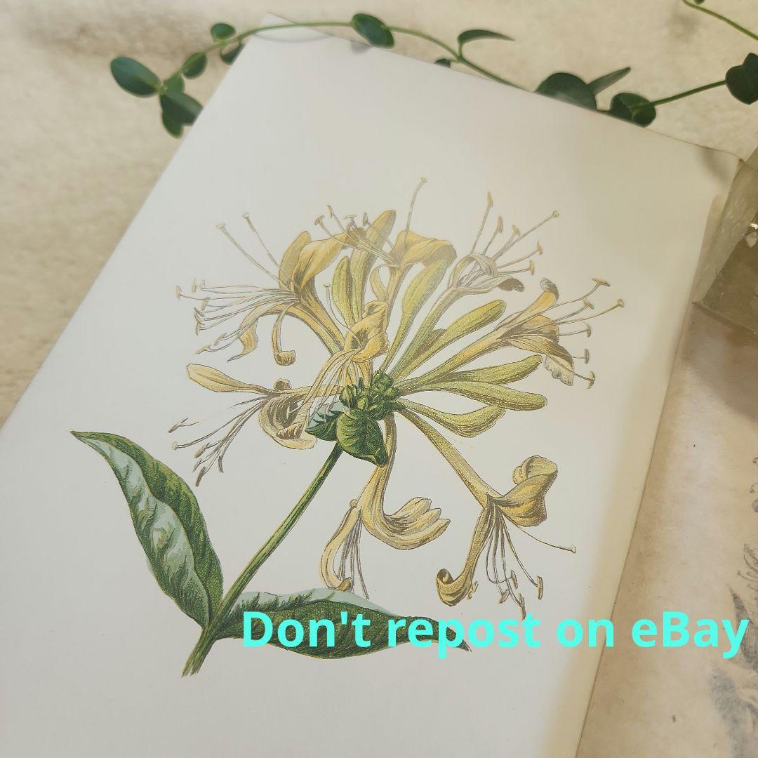植物図鑑　洋書　古書　ボタニカルアート　アンティーク　リトグラフ　26
