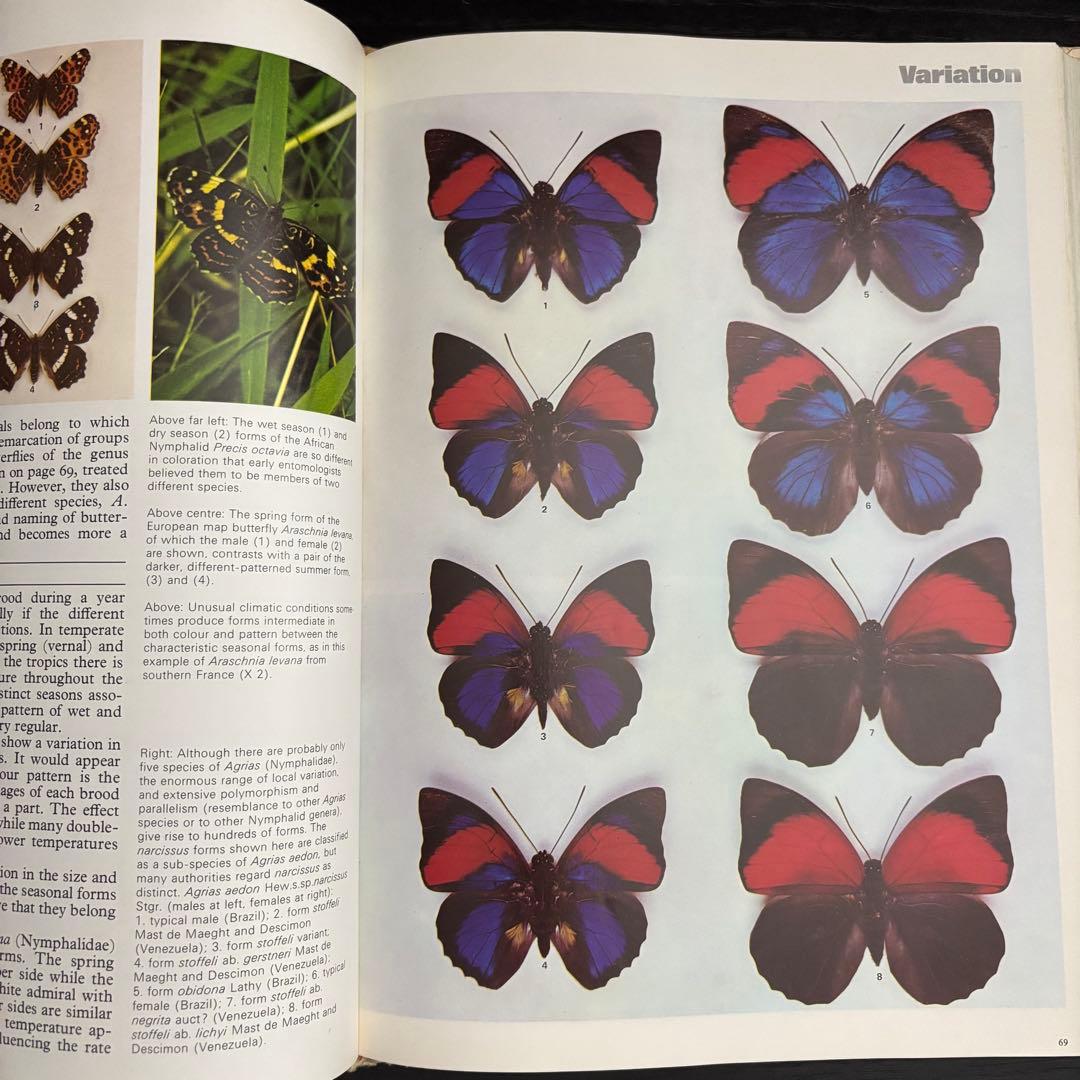 The International Butterfly Book 英語版 初版本