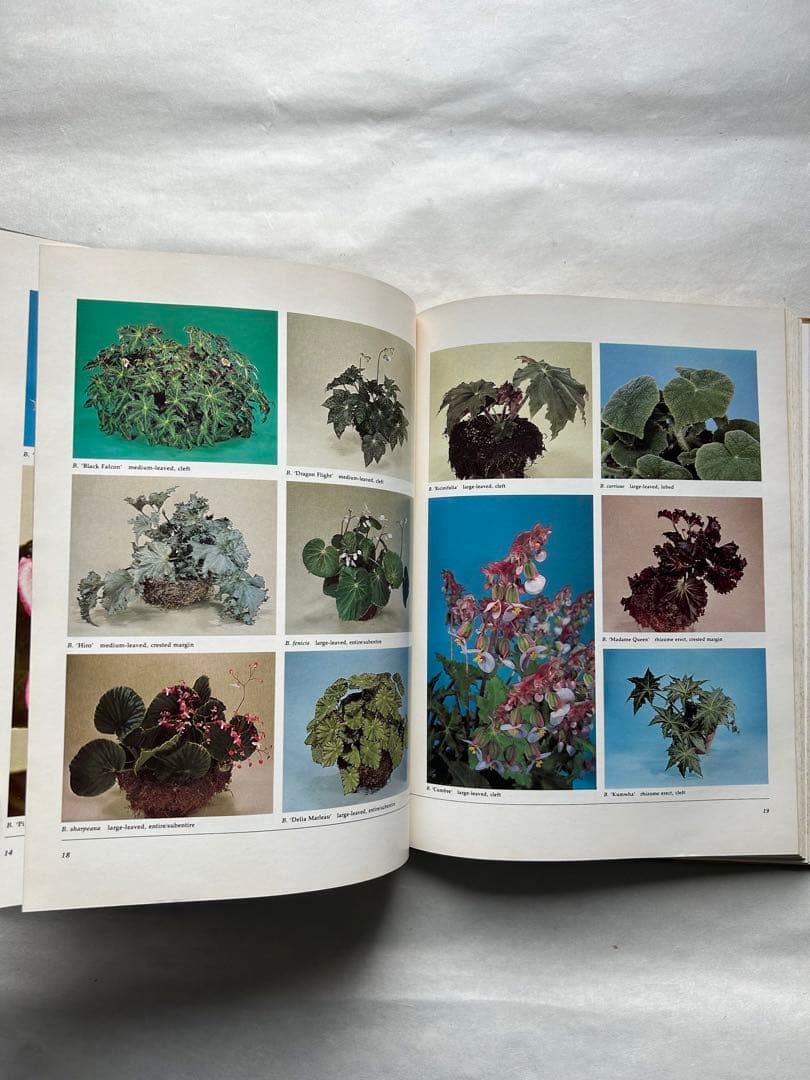 洋書 Begonias: The complete reference guide