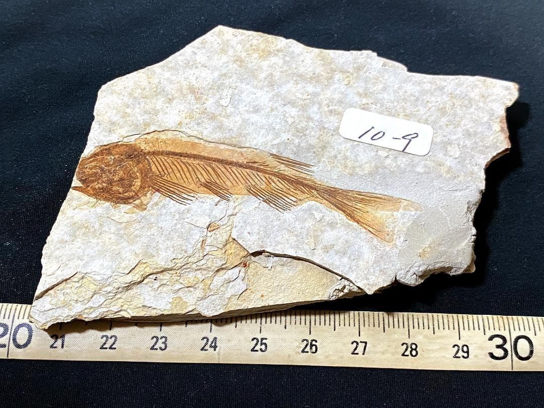 マルキュー　狼鰭魚（Lycoptera）化石・10-1　　他7点