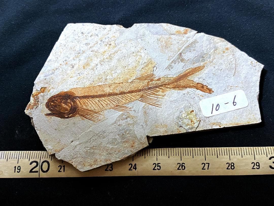 マルキュー　狼鰭魚（Lycoptera）化石・10-1　　他7点