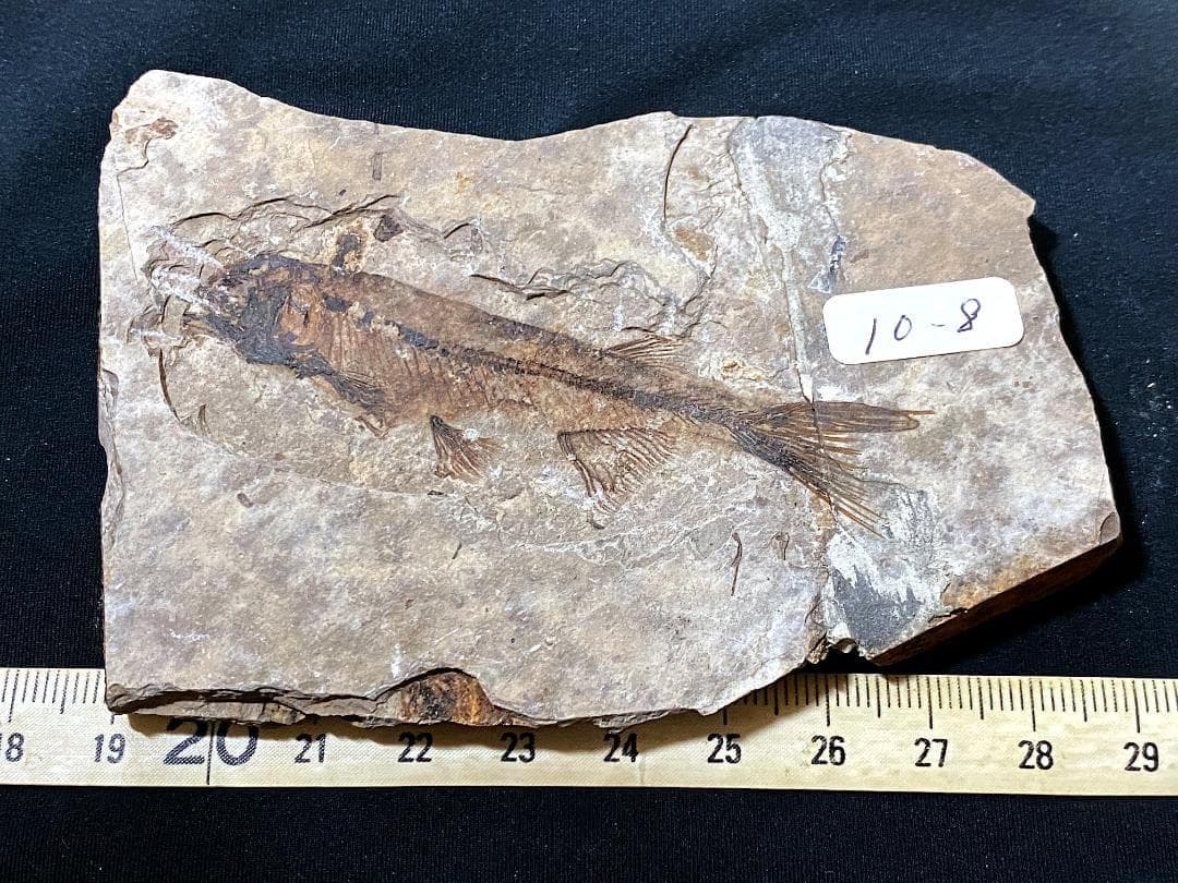 マルキュー　狼鰭魚（Lycoptera）化石・10-1　　他7点