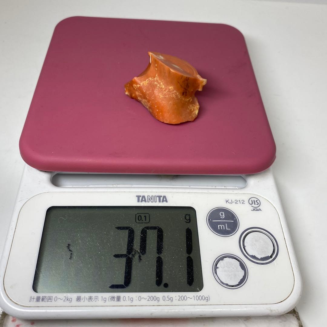 本赤珊瑚　極太　原木　37.1g トヒチサ　東さ8-0228☆1F
