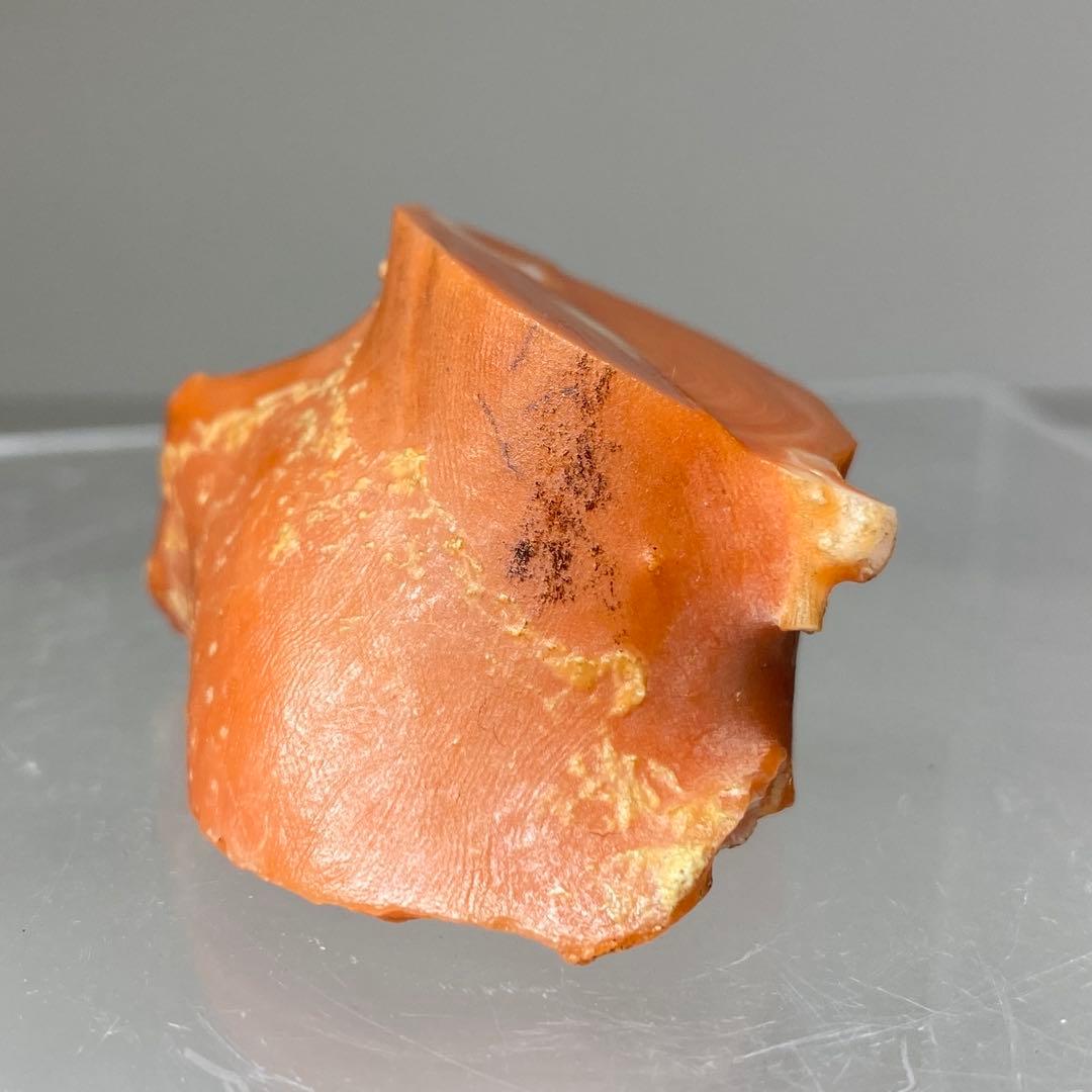 本赤珊瑚　極太　原木　37.1g トヒチサ　東さ8-0228☆1F
