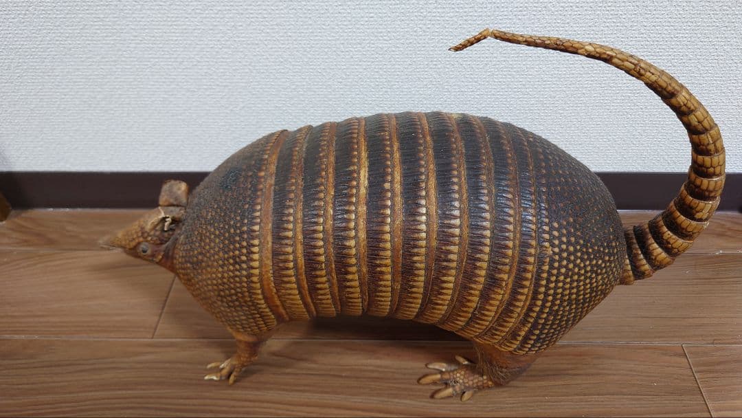 ココノオビアルマジロ　剥製