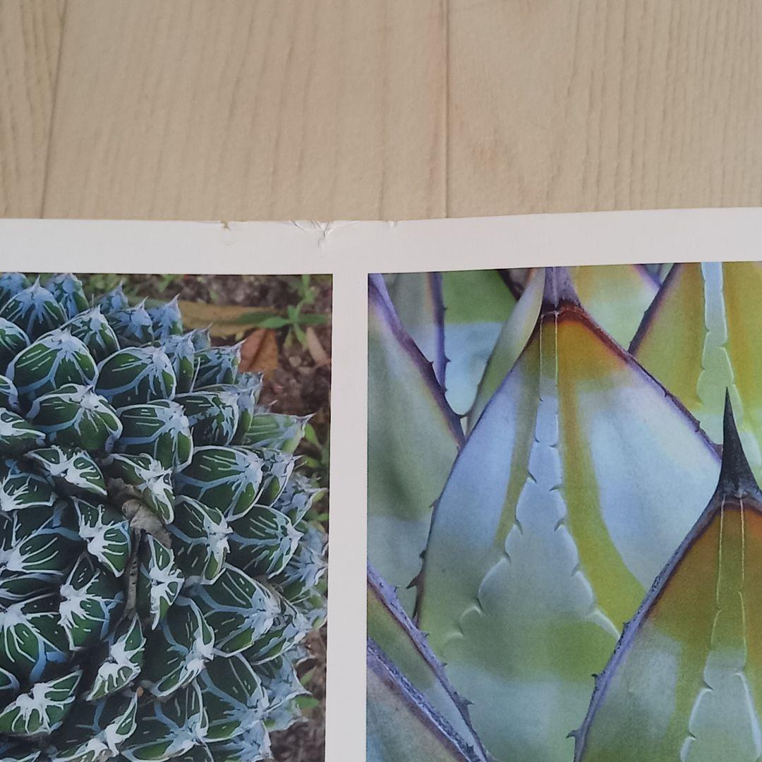 洋書 Agaves: Species, Cultivars & Hybrids